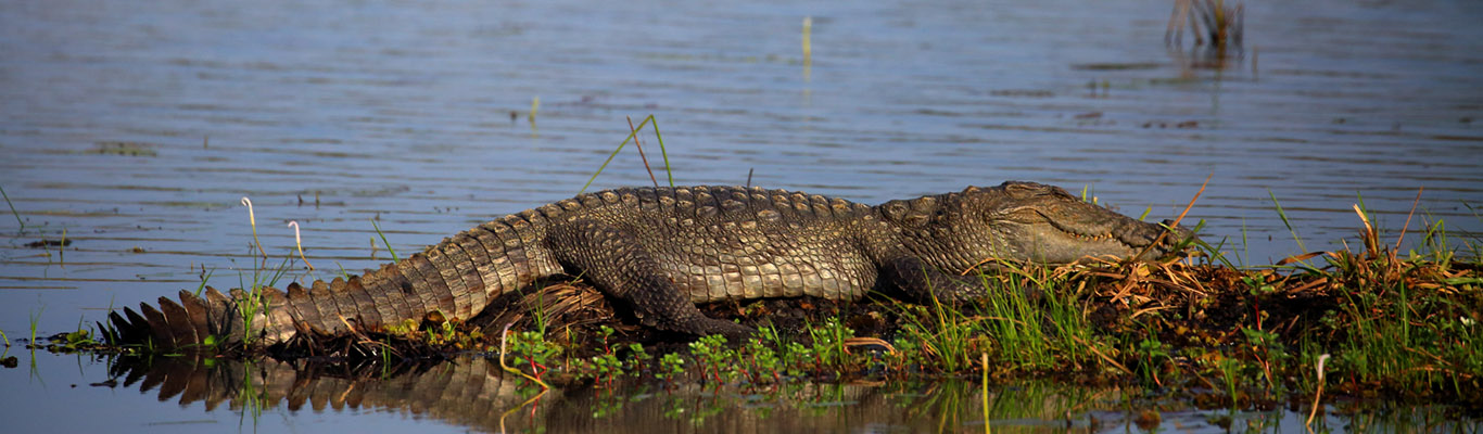 Wilpattu National Park 