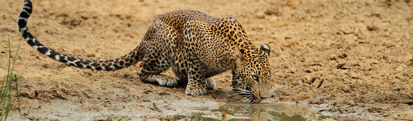 Wilpattu National Park 