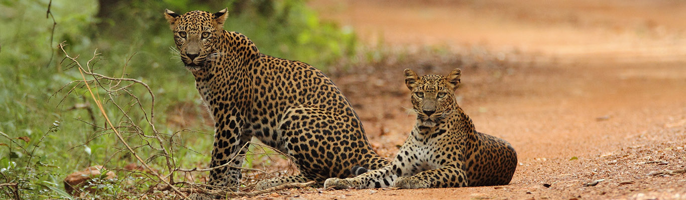 Wilpattu National Park 
