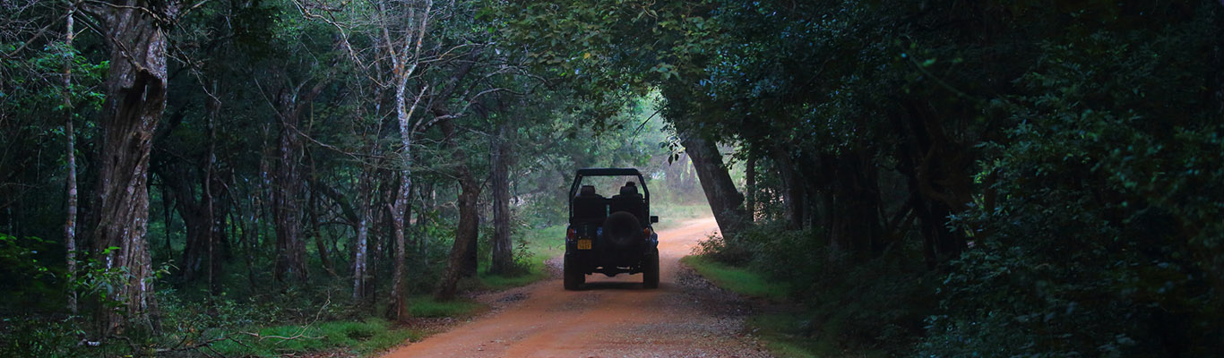 Wilpattu National Park 