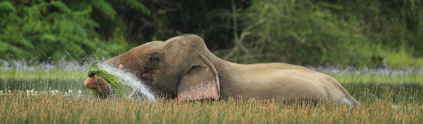 Wilpattu National Park 