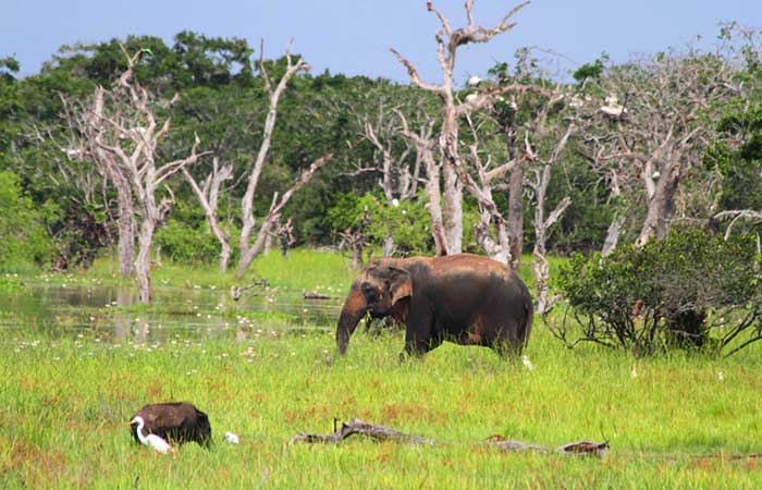 Book the afternoon jeep safari in Yala National Park
