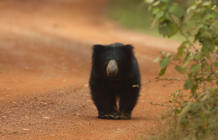 Wilpattu 1 Night and 2 Days Safari Camping		