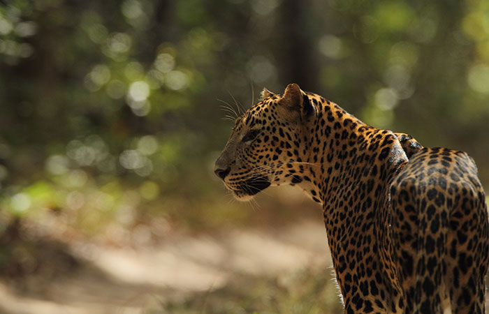 Wilpattu 1 Night and 2 Days Safari Camping		