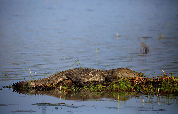 Wilpattu 1 Night and 2 Days Safari Camping		