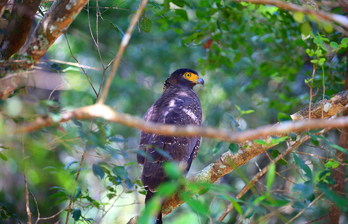 Wilpattu 1 Night and 2 Days Safari Camping		