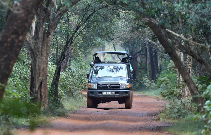 Leopard watching safari in Wilpattu National Park