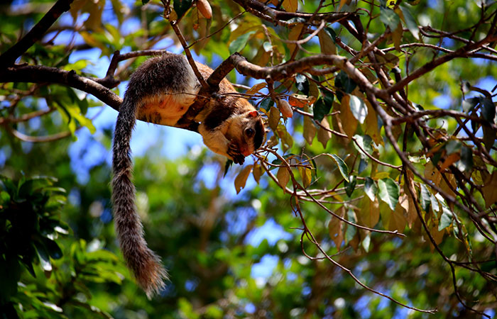Leopard watching safari in Wilpattu National Park