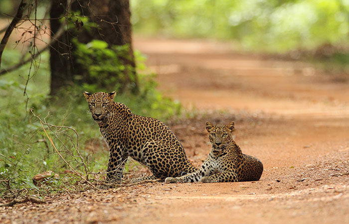 Leopard watching safari in Wilpattu National Park