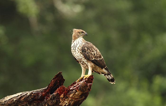 Leopard watching safari in Wilpattu National Park