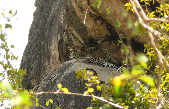 Bird Watching Safari in Kumana National Park