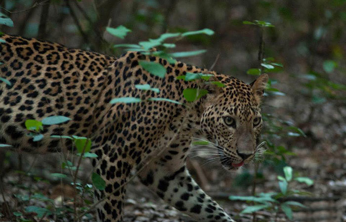 Kumana National Park Safari