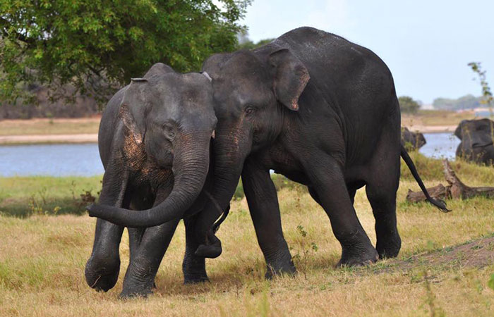 Safari in Kumana National Park