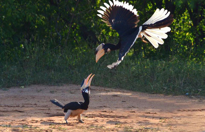 Safari in Kumana National Park