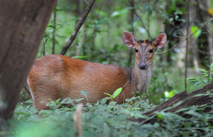 Safari in Kumana National Park