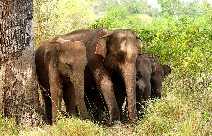 Book a safari in Udawalawe National Park