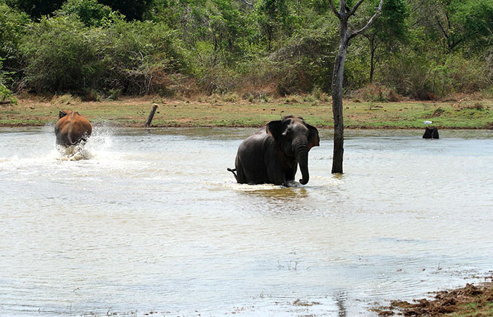 Book a safari in Udawalawe National Park