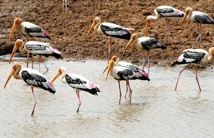 Book a safari in Udawalawe National Park