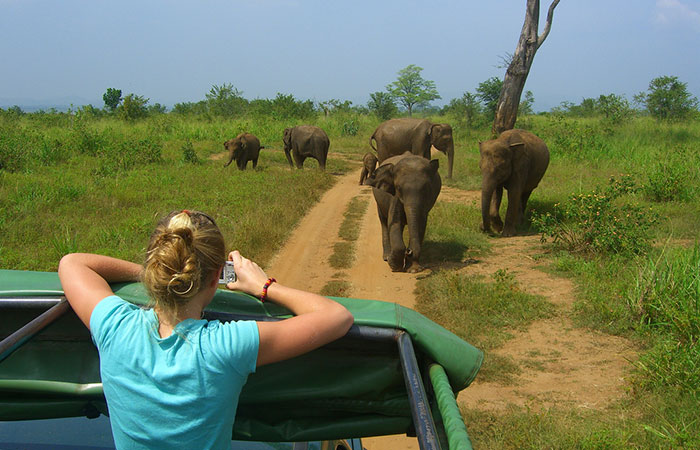 Book a safari in Udawalawe National Park