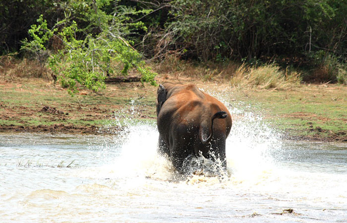 Book a safari in Udawalawe National Park