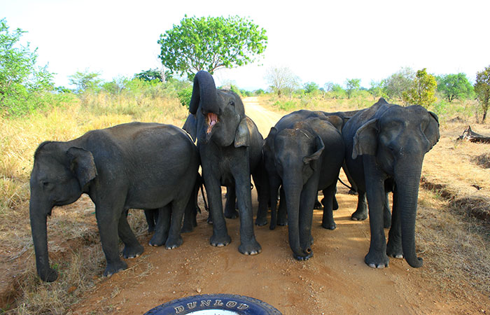 Book a safari in Udawalawe National Park