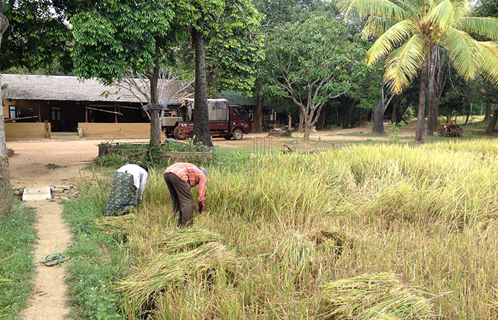 Village walk in Habarana and Sigiriya