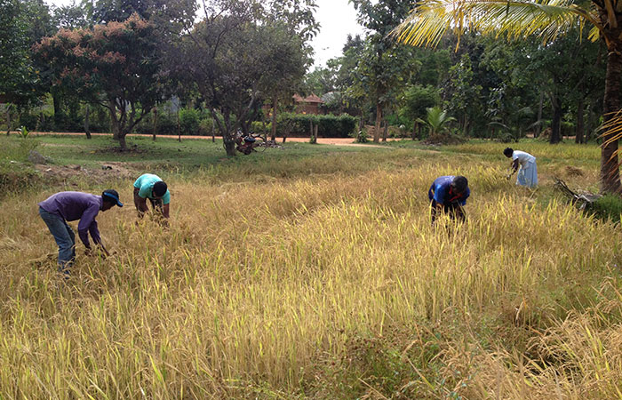 Village walk in Habarana and Sigiriya