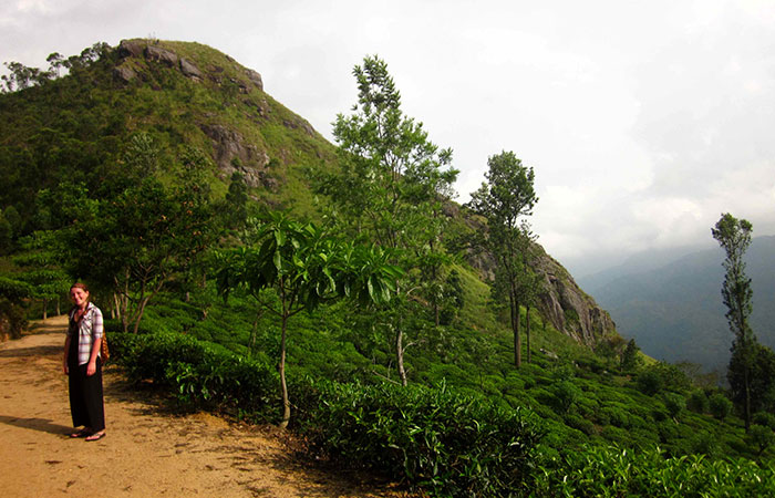 Bandrawela/Haputale Tea estate trail