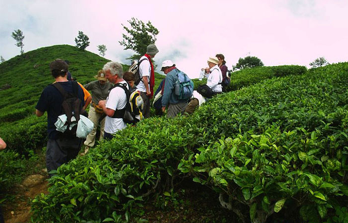 Bandrawela/Haputale Tea estate trail