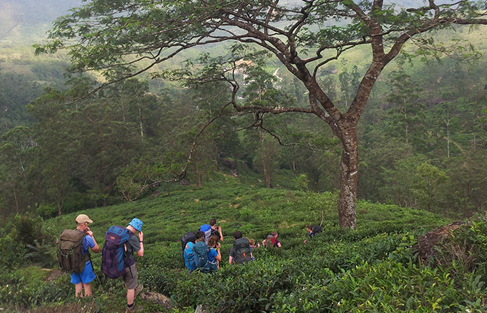 Trek in Knuckles Mountains 
