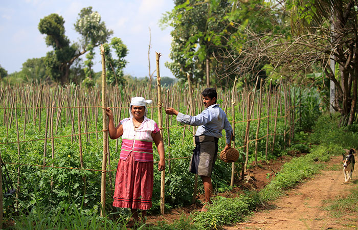 Village walk in Habarana and Sigiriya