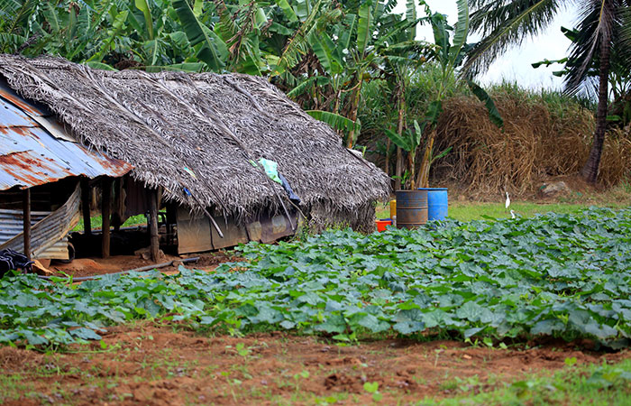 Village walk in Habarana and Sigiriya