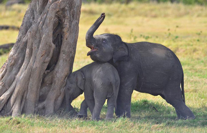 Kumana National Park Safari