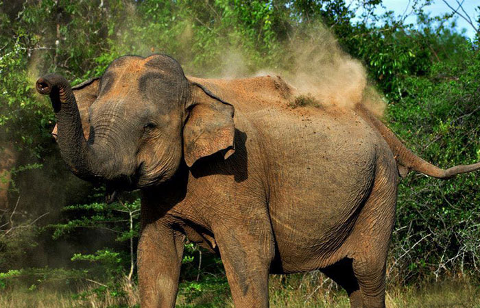 Safari in Kumana National Park