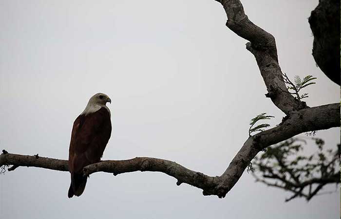 Bird Watching Safari in Kumana National Park