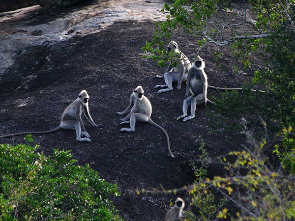 Book the afternoon jeep safari in Yala National Park
