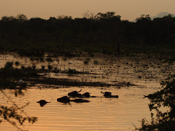 Book the afternoon jeep safari in Yala National Park