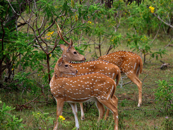 Book the afternoon jeep safari in Yala National Park