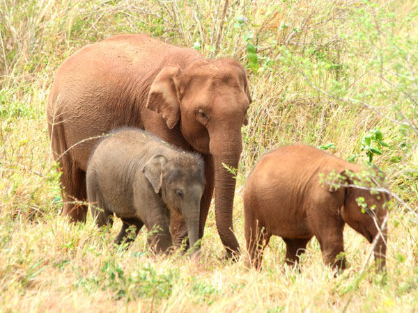 Book a safari in Udawalawe National Park
