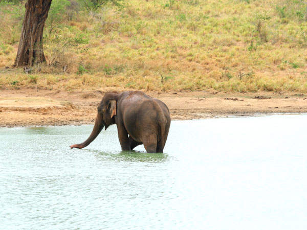 Book a safari in Udawalawe National Park