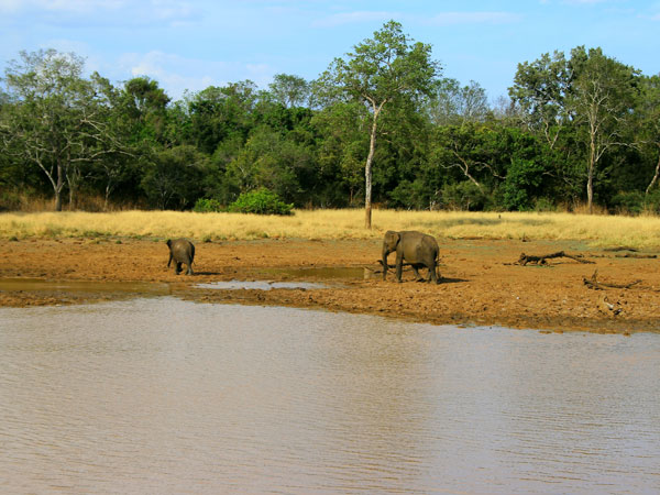 Book a safari in Udawalawe National Park