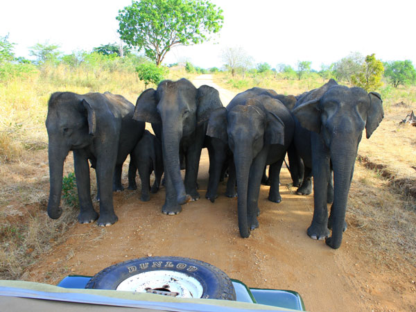 Book a safari in Udawalawe National Park