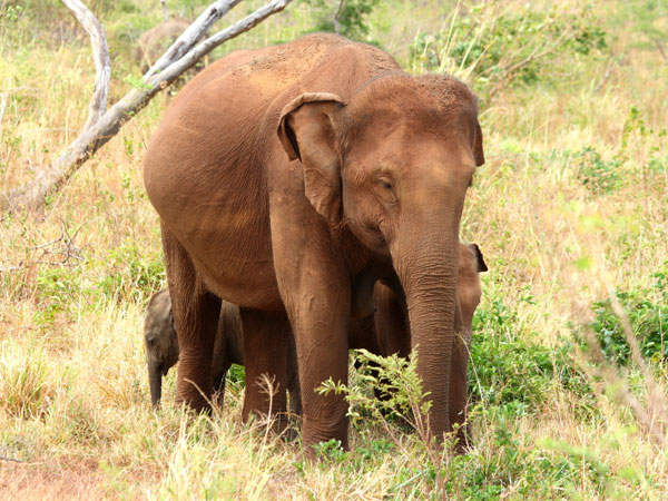 Book a safari in Udawalawe National Park