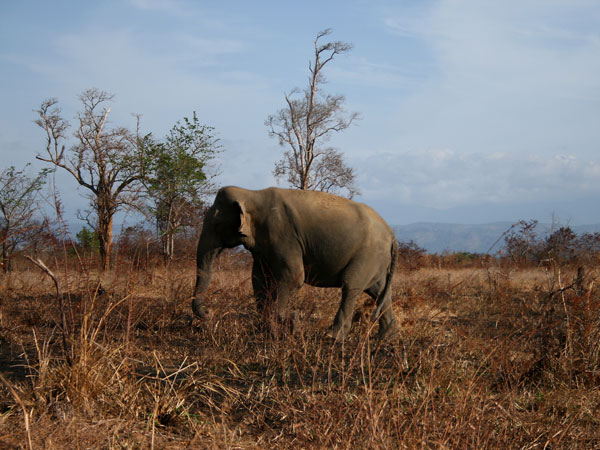 Book a safari in Udawalawe National Park