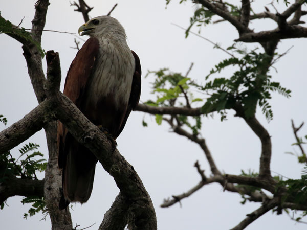 Safari in Kumana National Park