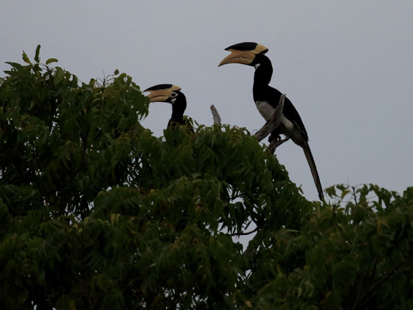 Safari in Kumana National Park