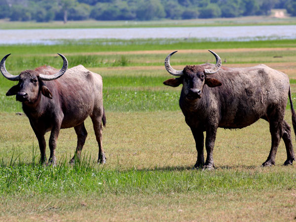 Safari in Kumana National Park