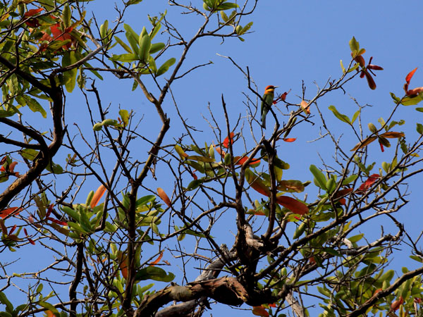 Safari in Kumana National Park