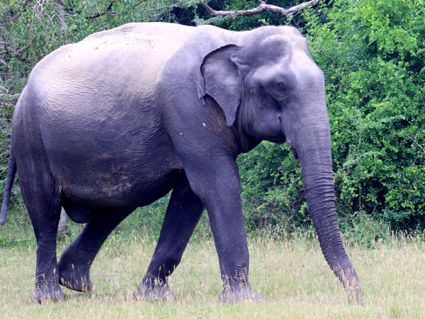 Safari in Kumana National Park