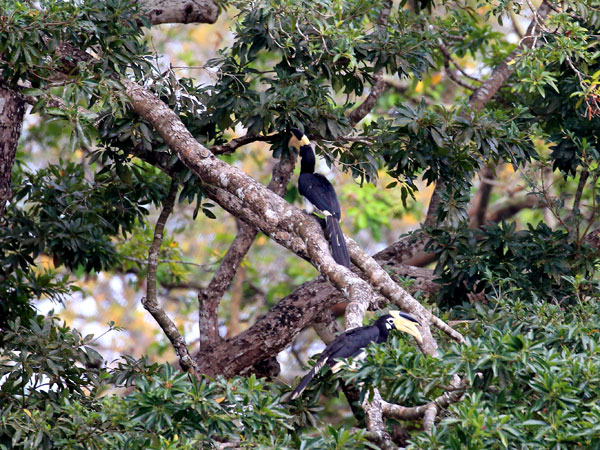 Bird Watching Safari in Kumana National Park